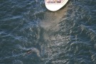 Missing Picture